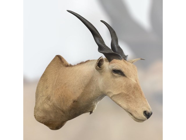 Eland - zuid-afrika - afbeelding 3 van  7