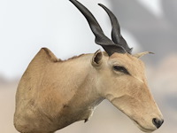 Eland - zuid-afrika - afbeelding 3 van  7