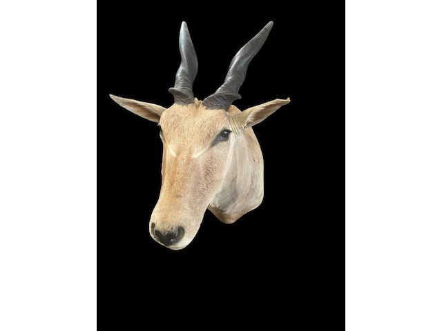 Eland - zuid-afrika - afbeelding 4 van  7