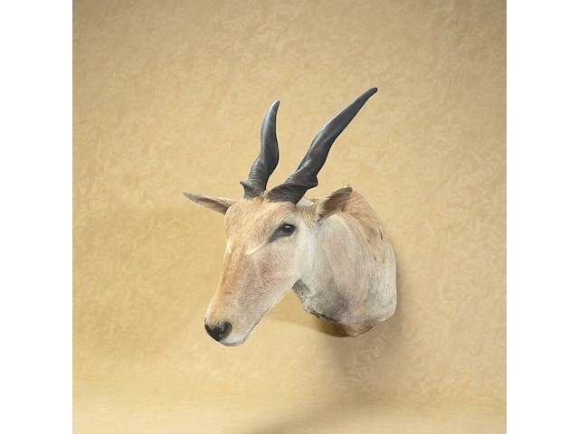 Eland - zuid-afrika - afbeelding 5 van  7