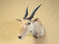 Eland - zuid-afrika - afbeelding 5 van  7