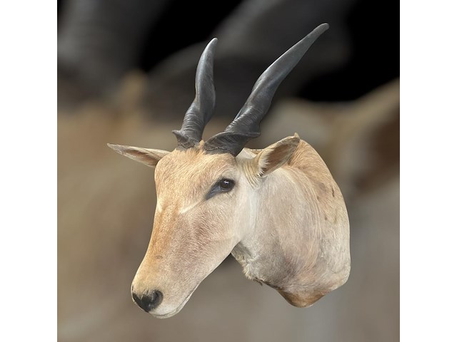 Eland - zuid-afrika - afbeelding 6 van  7