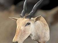 Eland - zuid-afrika - afbeelding 6 van  7