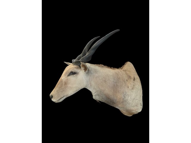 Eland - zuid-afrika - afbeelding 7 van  7