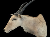 Eland - zuid-afrika - afbeelding 7 van  7