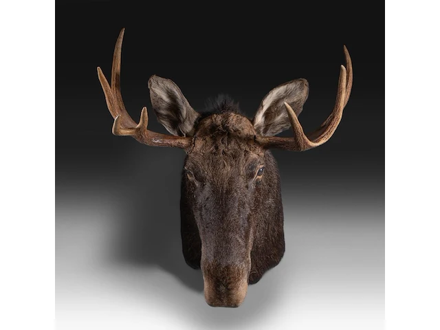 Elk (cervus canadensis) shoulder mount, taxidermy trophy, h 100 cm - afbeelding 1 van  3