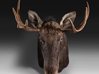 Elk (cervus canadensis) shoulder mount, taxidermy trophy, h 100 cm