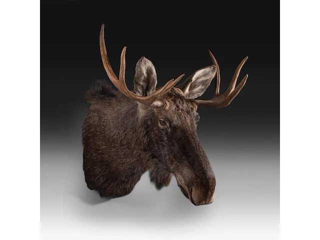 Elk (cervus canadensis) shoulder mount, taxidermy trophy, h 100 cm - afbeelding 2 van  3