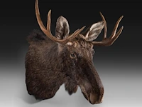 Elk (cervus canadensis) shoulder mount, taxidermy trophy, h 100 cm - afbeelding 2 van  3