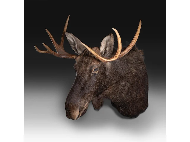 Elk (cervus canadensis) shoulder mount, taxidermy trophy, h 100 cm - afbeelding 3 van  3
