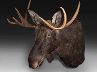 Elk (cervus canadensis) shoulder mount, taxidermy trophy, h 100 cm - afbeelding 3 van  3