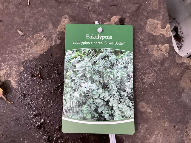 Eucalyptus (30x) - afbeelding 1 van  2