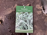 Eucalyptus (30x) - afbeelding 1 van  2