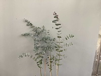 Eucalyptus (30x) - afbeelding 2 van  2