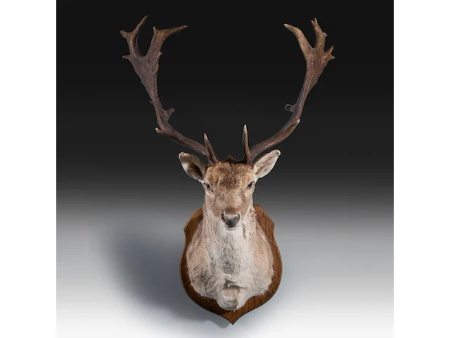 European fallow deer (dama dama) shoulder mount, taxidermy trophy, h 110 cm - afbeelding 1 van  3