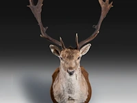 European fallow deer (dama dama) shoulder mount, taxidermy trophy, h 110 cm
