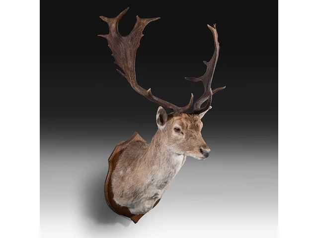 European fallow deer (dama dama) shoulder mount, taxidermy trophy, h 110 cm - afbeelding 2 van  3
