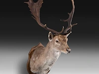 European fallow deer (dama dama) shoulder mount, taxidermy trophy, h 110 cm - afbeelding 2 van  3