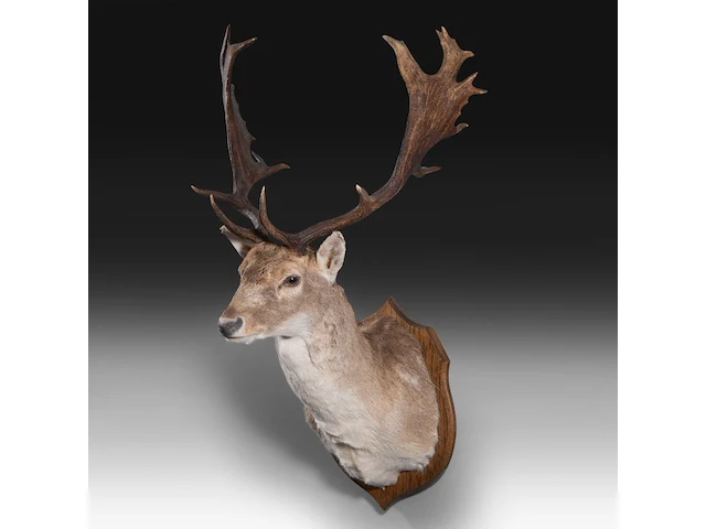 European fallow deer (dama dama) shoulder mount, taxidermy trophy, h 110 cm - afbeelding 3 van  3