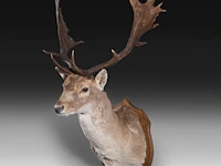 European fallow deer (dama dama) shoulder mount, taxidermy trophy, h 110 cm - afbeelding 3 van  3