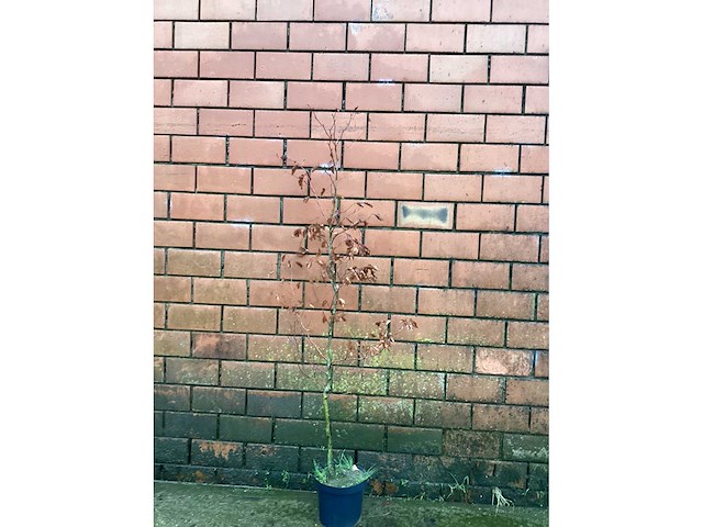 Fagus sylvatica 180-200 (100x) - afbeelding 2 van  2