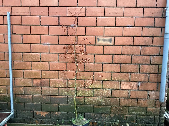 Fagus sylvatica 180-200 (100x) - afbeelding 1 van  2