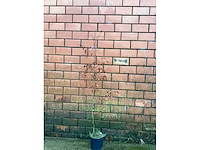 Fagus sylvatica 180-200 (100x) - afbeelding 2 van  2