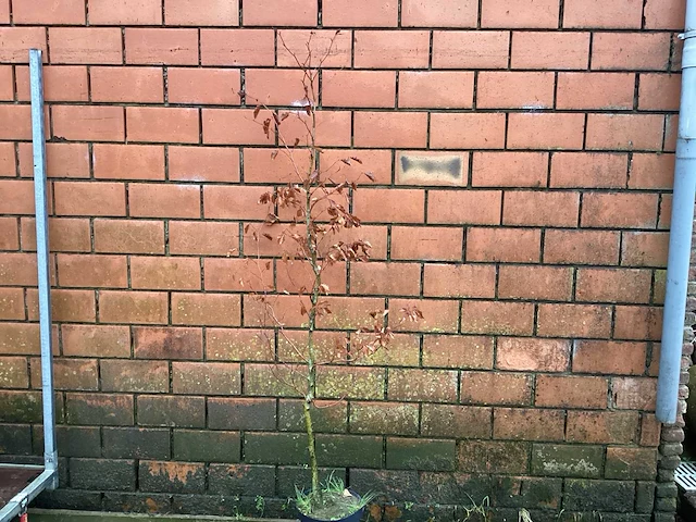 Fagus sylvatica 180-200 (100x) - afbeelding 1 van  2