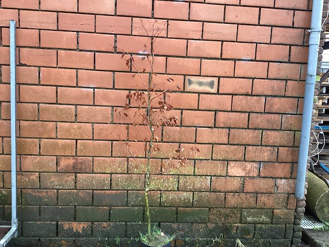 Fagus sylvatica 180-200 (150x) - afbeelding 1 van  2