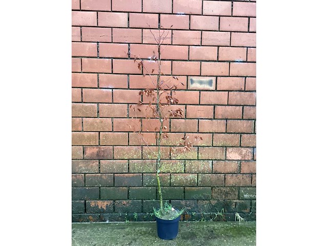 Fagus sylvatica 180-200 (150x) - afbeelding 2 van  2