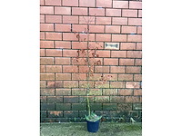 Fagus sylvatica 180-200 (150x) - afbeelding 2 van  2