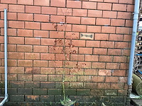 Fagus sylvatica 180-200 (150x) - afbeelding 1 van  1