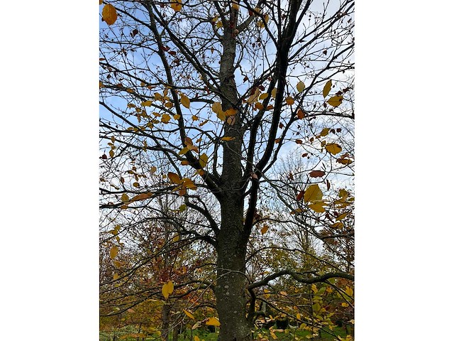 Fagus sylvatica (39x) - afbeelding 2 van  17