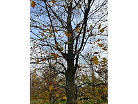 Fagus sylvatica (39x) - afbeelding 2 van  17