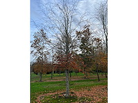 Fagus sylvatica (39x) - afbeelding 3 van  17