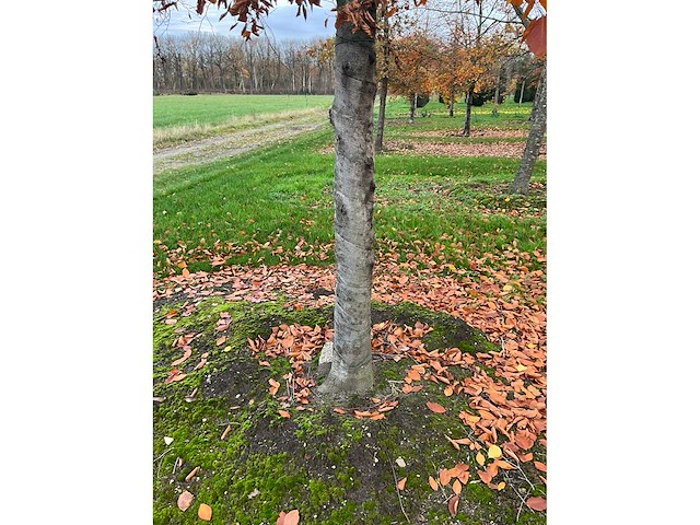 Fagus sylvatica (39x) - afbeelding 4 van  17