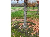 Fagus sylvatica (39x) - afbeelding 4 van  17