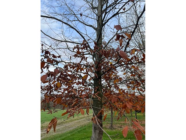 Fagus sylvatica (39x) - afbeelding 5 van  17