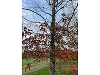 Fagus sylvatica (39x) - afbeelding 5 van  17