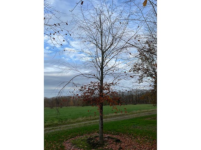 Fagus sylvatica (39x) - afbeelding 6 van  17