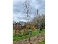 Fagus sylvatica (39x) - afbeelding 7 van  17
