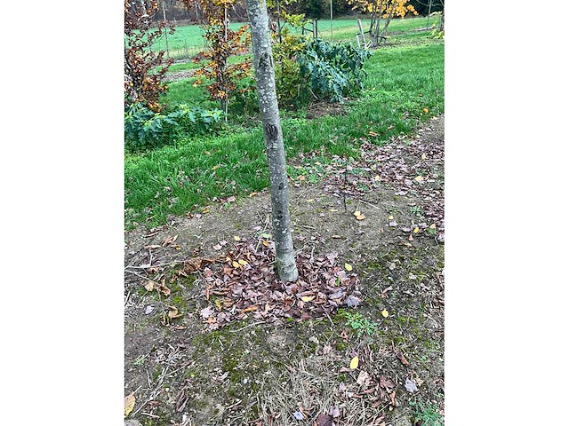 Fagus sylvatica (39x) - afbeelding 8 van  17