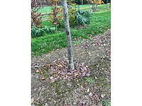 Fagus sylvatica (39x) - afbeelding 8 van  17