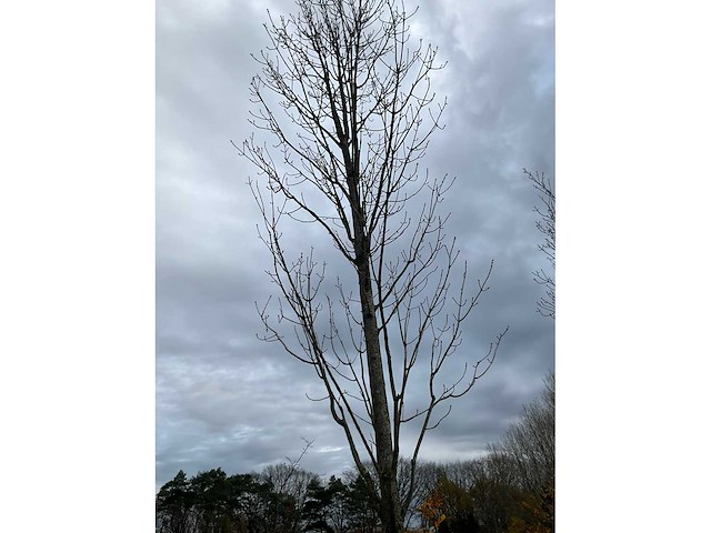 Fagus sylvatica (39x) - afbeelding 9 van  17