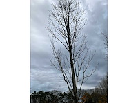 Fagus sylvatica (39x) - afbeelding 9 van  17