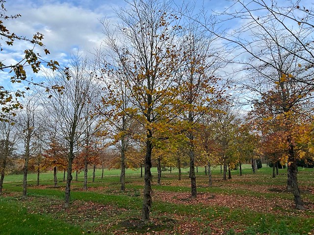 Fagus sylvatica (39x) - afbeelding 1 van  17