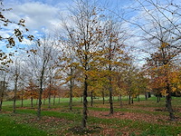 Fagus sylvatica (39x)