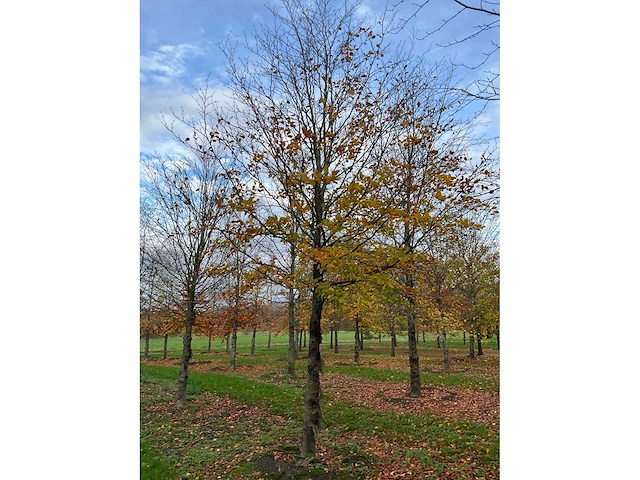 Fagus sylvatica (39x) - afbeelding 10 van  17