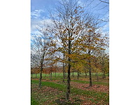Fagus sylvatica (39x) - afbeelding 10 van  17