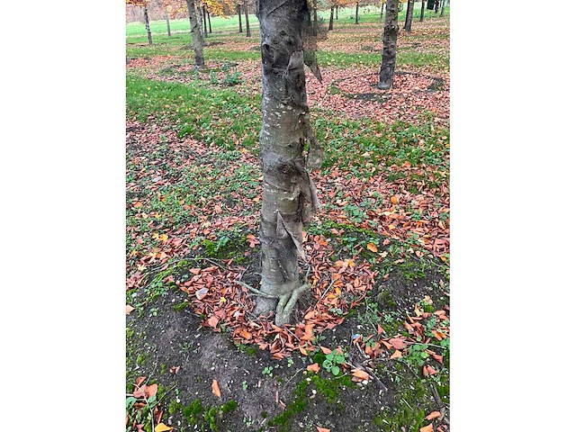 Fagus sylvatica (39x) - afbeelding 11 van  17